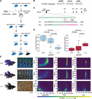 Genetic manipulation of betta fish